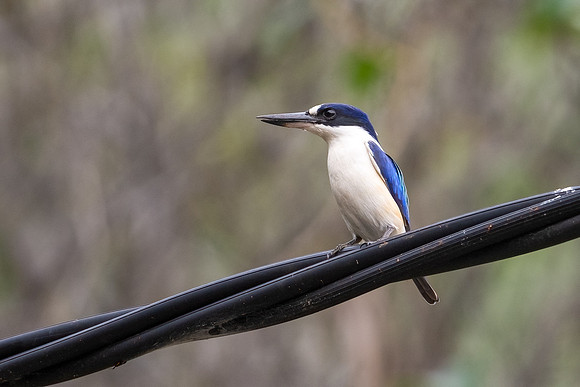 Forest Kingfisher