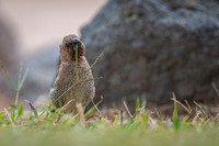 Nutmeg Mannikin