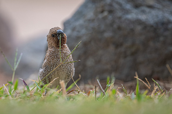 Nutmeg Mannikin