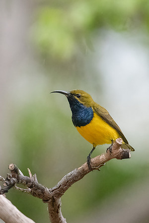 Olive-backed Sunbird