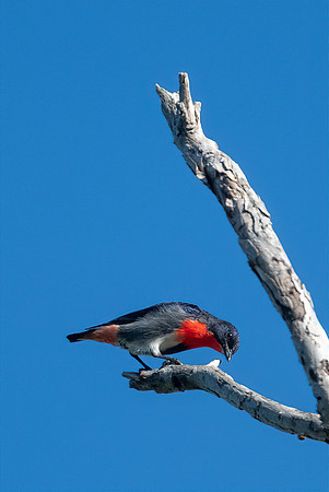 Mistletoebird