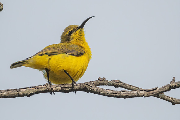Olive-backed Sunbird