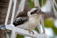Laughing Kookaburra