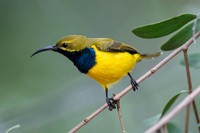 Olive-backed Sunbird