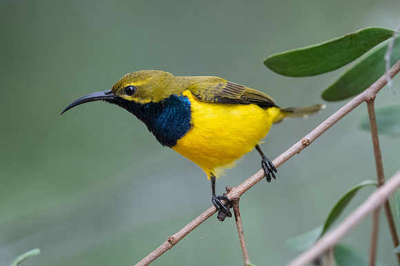 Olive-backed Sunbird