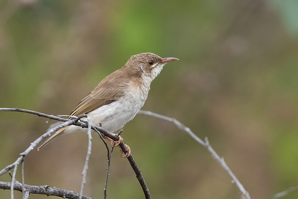 Brown Honeyeater