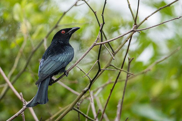 Spangled Drongo