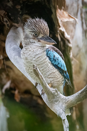 Blue-winged Kookaburra