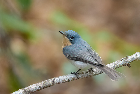 Leaden Flycatcher