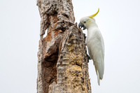 Sulphur-crested Cockatoo
