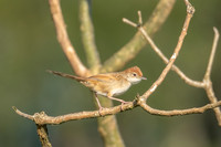 Tawny Grassbird