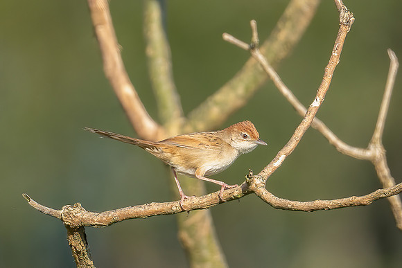 Tawny Grassbird