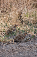 Stubble Quail