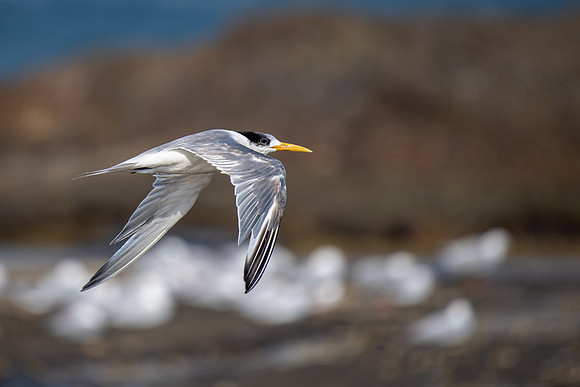 Crested Tern