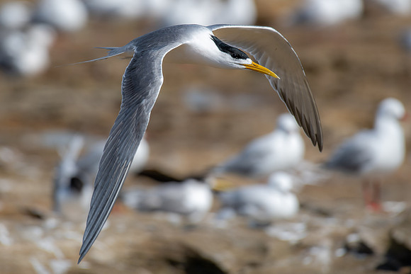 Crested Tern