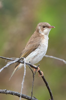 Brown-backed Honeyeater