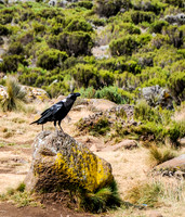 White-necked Raven