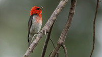 Scarlet Honeyeater