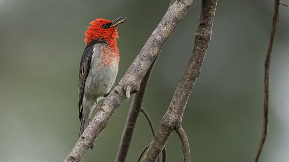 Scarlet Honeyeater