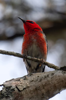 Scarlet Honeyeater