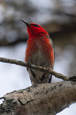 Scarlet Honeyeater