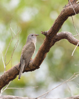 Brush Cuckoo