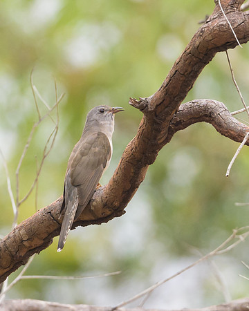 Brush Cuckoo