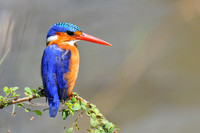 Malachite Kingfisher