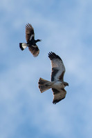 Little Eagle