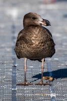 Pacific Gull