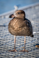 Pacific Gull