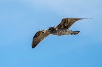 Pacific Gull