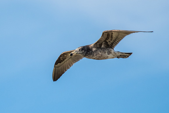 Pacific Gull