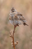 Eurasian Skylark