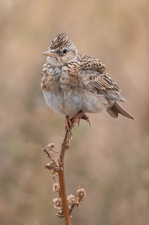 Eurasian Skylark