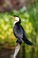 Little Pied Cormorant