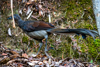 Superb Lyrebird