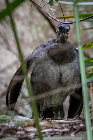 Superb Lyrebird