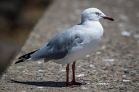 Silver Gull