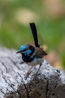 Superb Fairy-wren