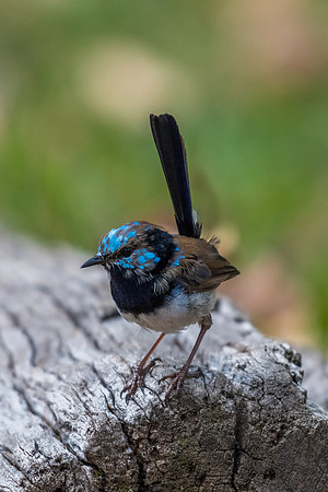 Superb Fairy-wren