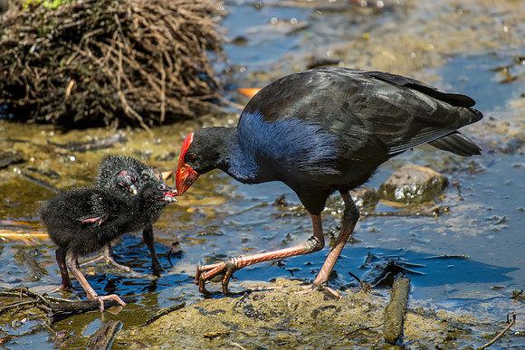 Purple Swamphen