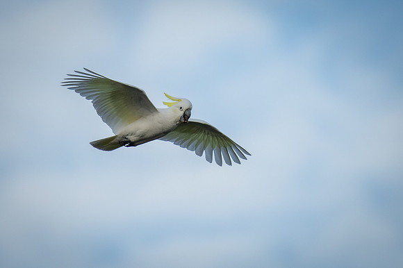 Sulfur-crested Cockatoo