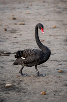 Black Swan