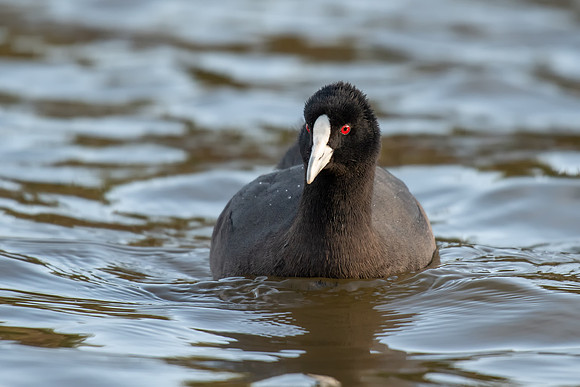 Eurasian Coot