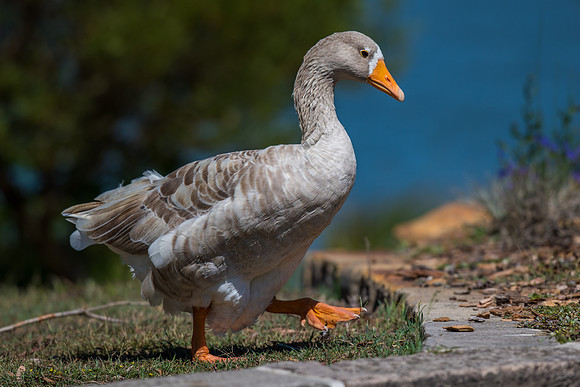 Greylag Goose