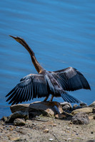 Australasian Darter