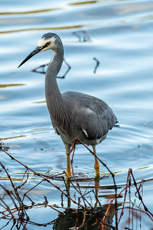 White-faced Heron
