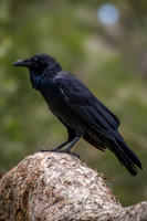 Australian Raven