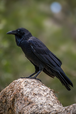Australian Raven